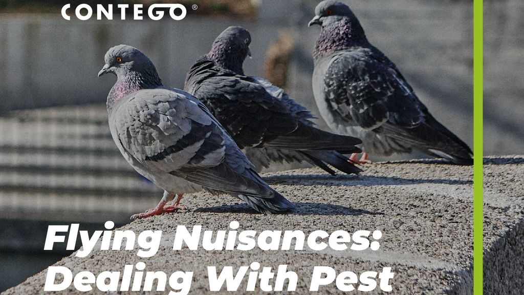 Flying Nuisances: Dealing With Pest Birds in Your Home or Business