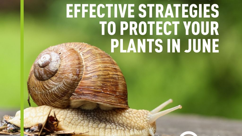 The Battle Against Garden Snails: Effective Strategies to Protect Your Plants in June