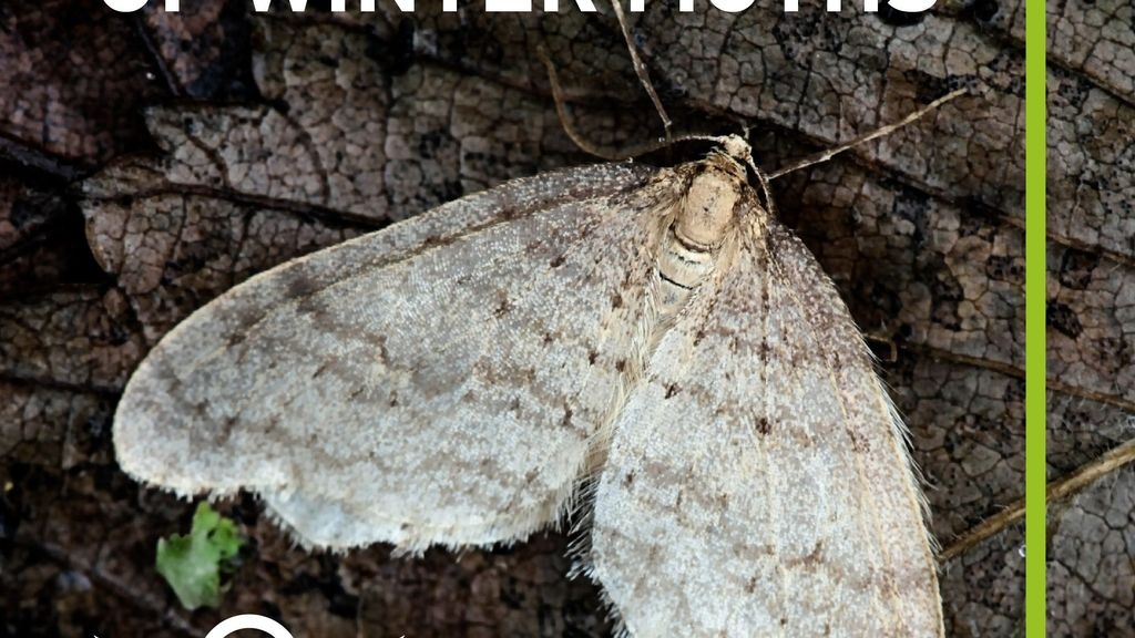 How to get rid of Winter Moths