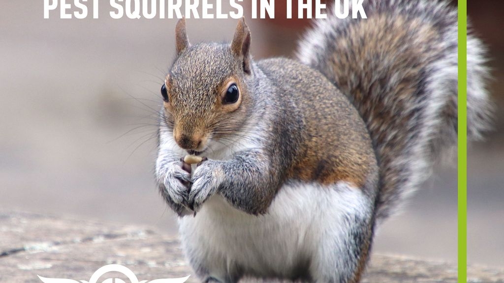 The Great Squirrel Invasion: Understanding and Managing Pest Squirrels in the UK