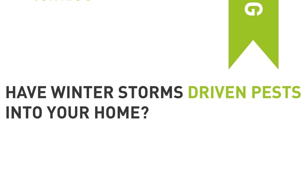 Have Winter Storms Driven Pests Into Your Home?