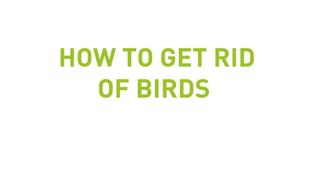 How To Get Rid Of Birds