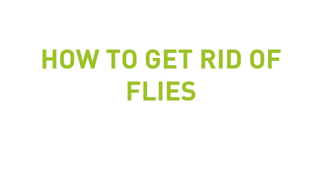 How To Get Rid Of Flies