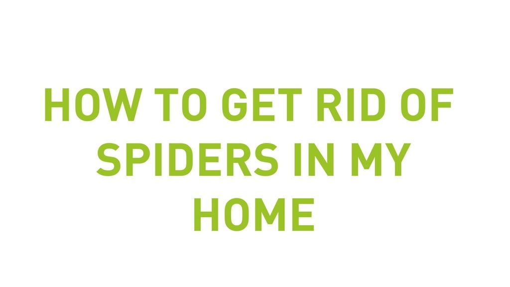 How To Get Rid Of Spiders In My Home