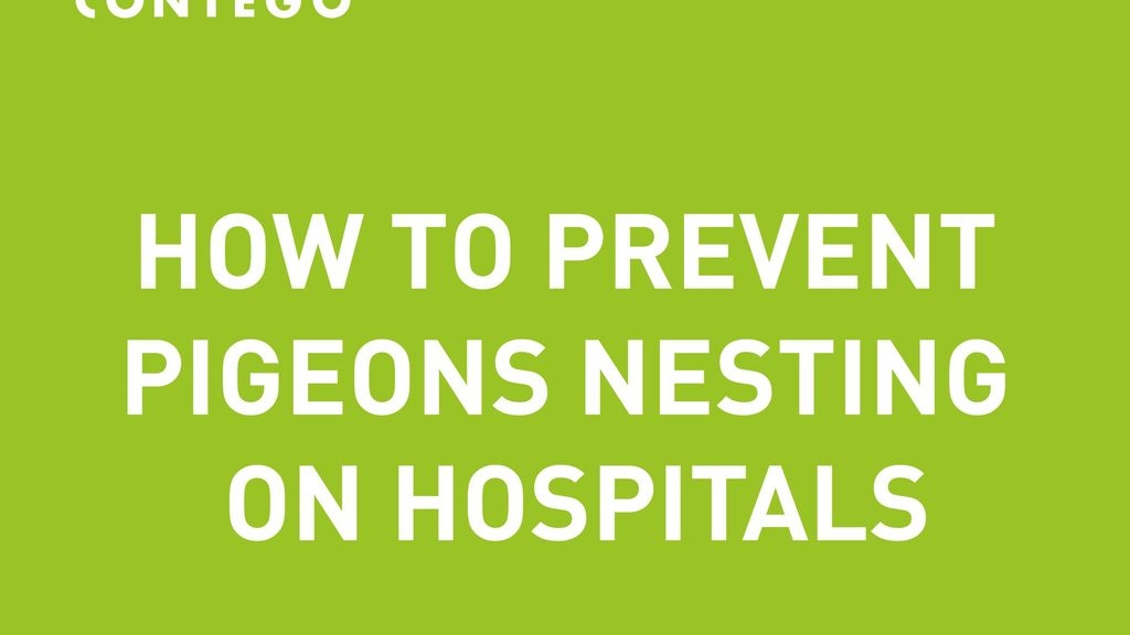 How to Prevent Pigeons Nesting on Hospitals