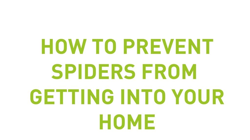How To Prevent Spiders From Getting Into Your Home