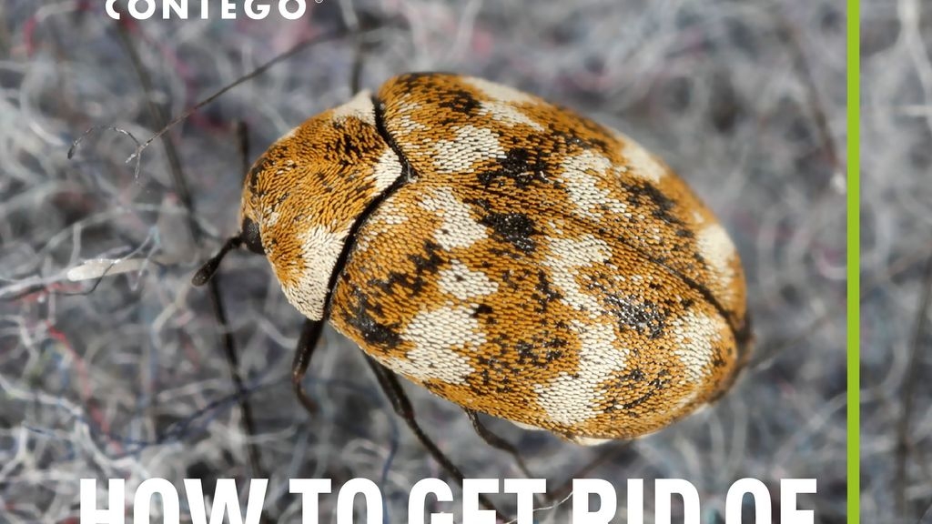 How to get rid of Carpet Beetles