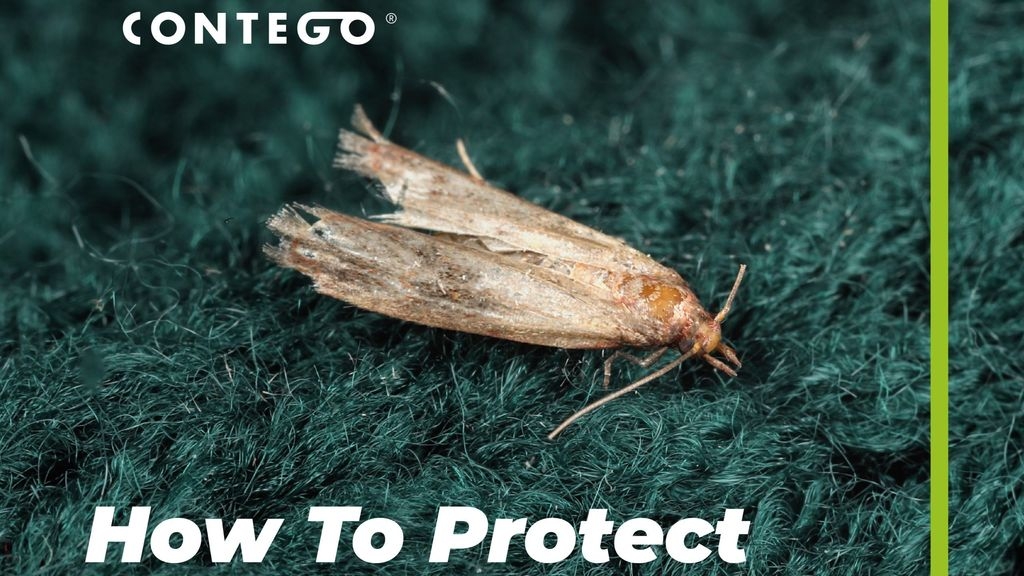 How to Protect Your Garments from Clothes Moths