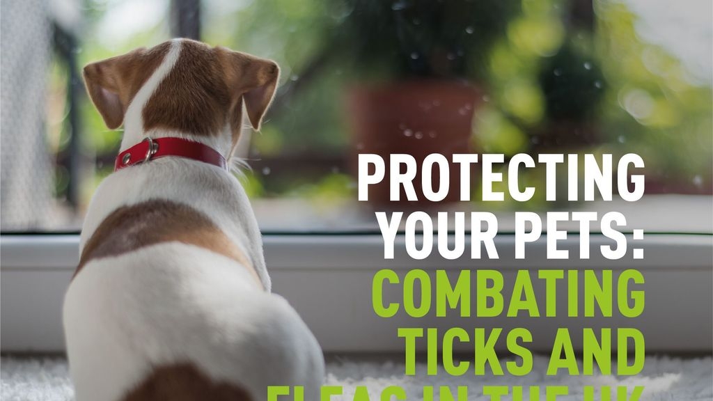 Protecting your Pets: Combating Ticks and Fleas in the UK During June