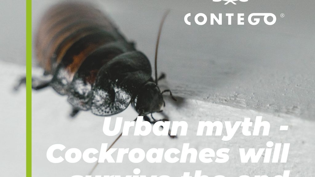 Urban Myth: Cockroaches Will Survive The End of The World?