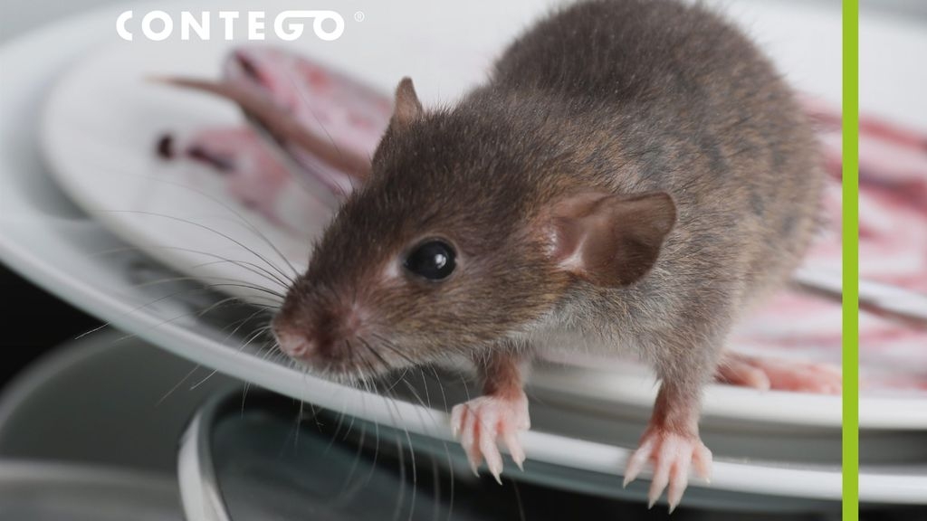 Mouse in the House? 5 Signs to Look Out For?