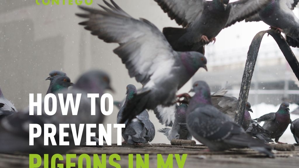 How to Prevent Pigeons In my Warehouse?