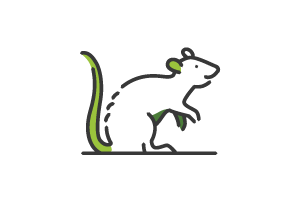 Icon of a rat