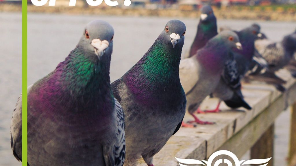 Pigeons: Friend or Foe?