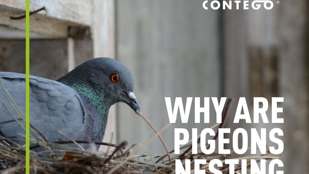 Why are Pigeons Nesting on my Roof?