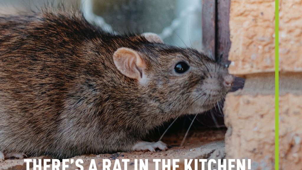 Thereâ€™s a Rat in the Kitchen: How to Effectively Control Pest Rats in Your Home