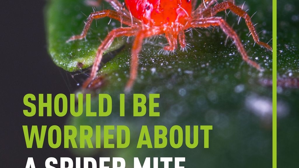 Should I Be Worried About a Red Spider Mite Infestation
