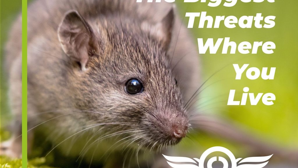 Regional Pests: The Biggest Threats Where You Live