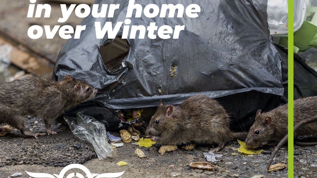 How to Avoid Rodents in you Home over Winter