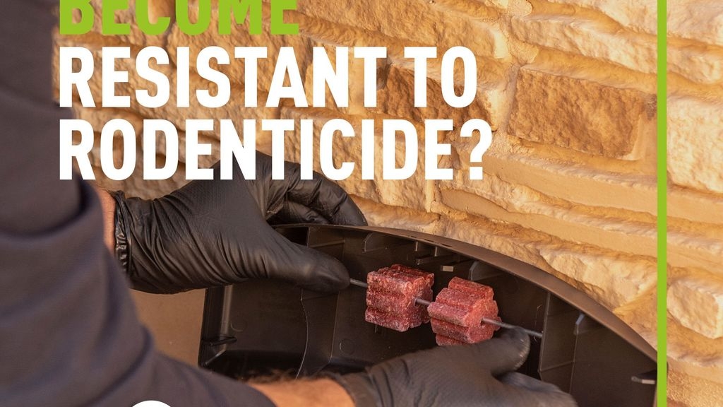 Can Rodents Become Resistant to Rodenticide?