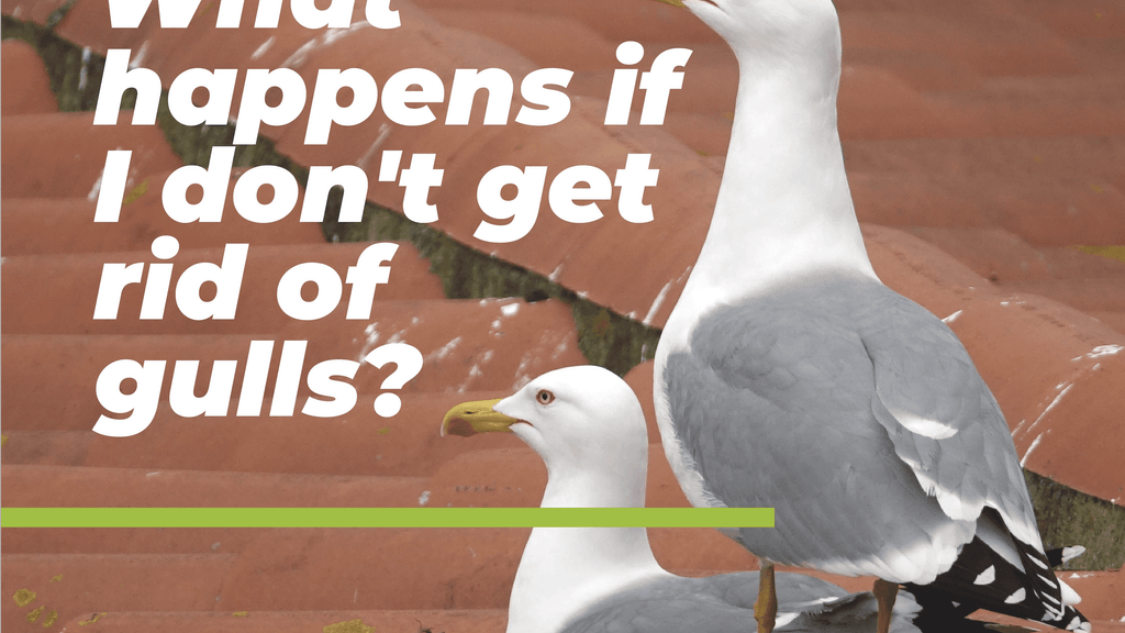 What happens if I don't get rid of gulls?