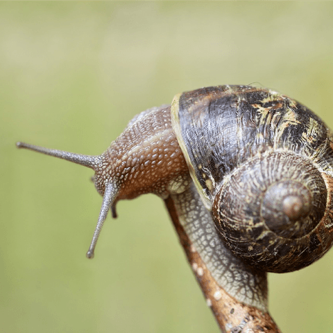 Slugs & Snails Card
