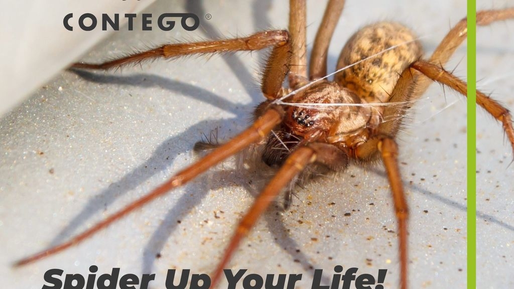 Spider up your Life!