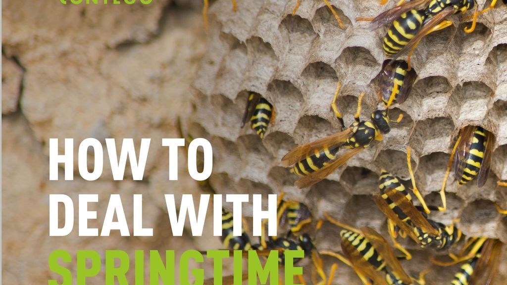 Dealing with Springtime Wasp Nests