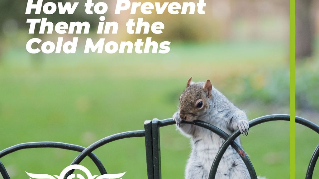 Squirrels Driving you Nuts this Winter? How to Prevent Them in the Cold Months