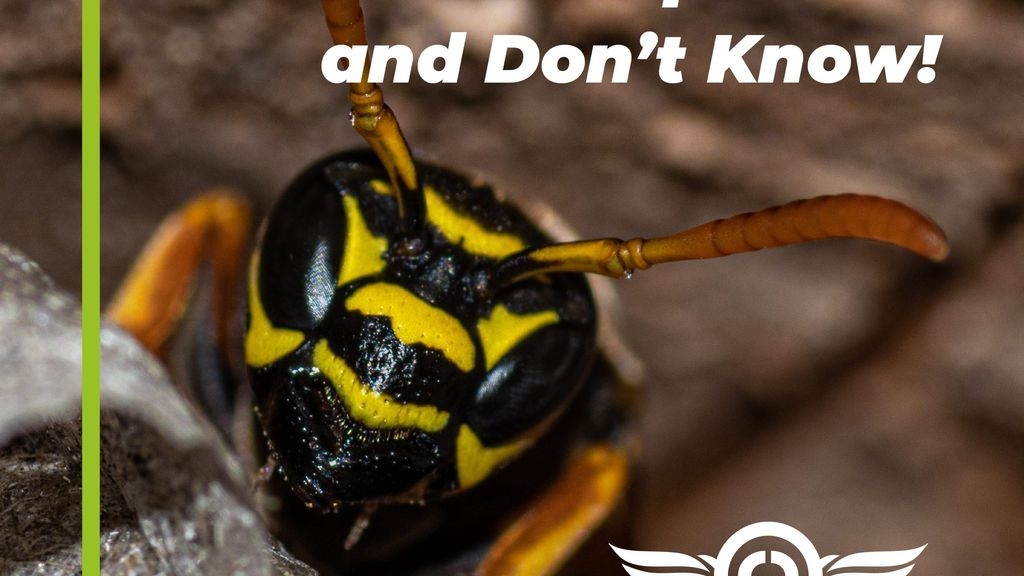 Three Signs You Could Have a Wasps Nest and Not Know!
