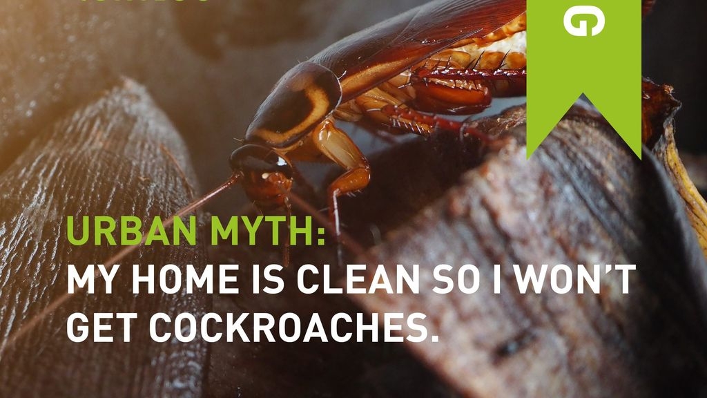 Urban Myth: My Home Is Clean So I Won't Get Cockroaches