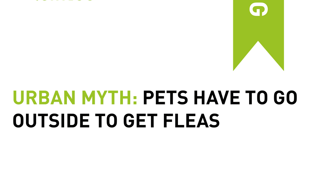 Urban Myth: Pets Have to Go Outside to Get Fleas