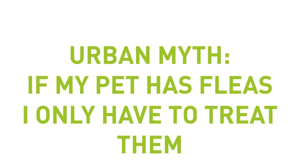 Urban Myth: If My Pet Has Fleas I Only Have To Treat Them