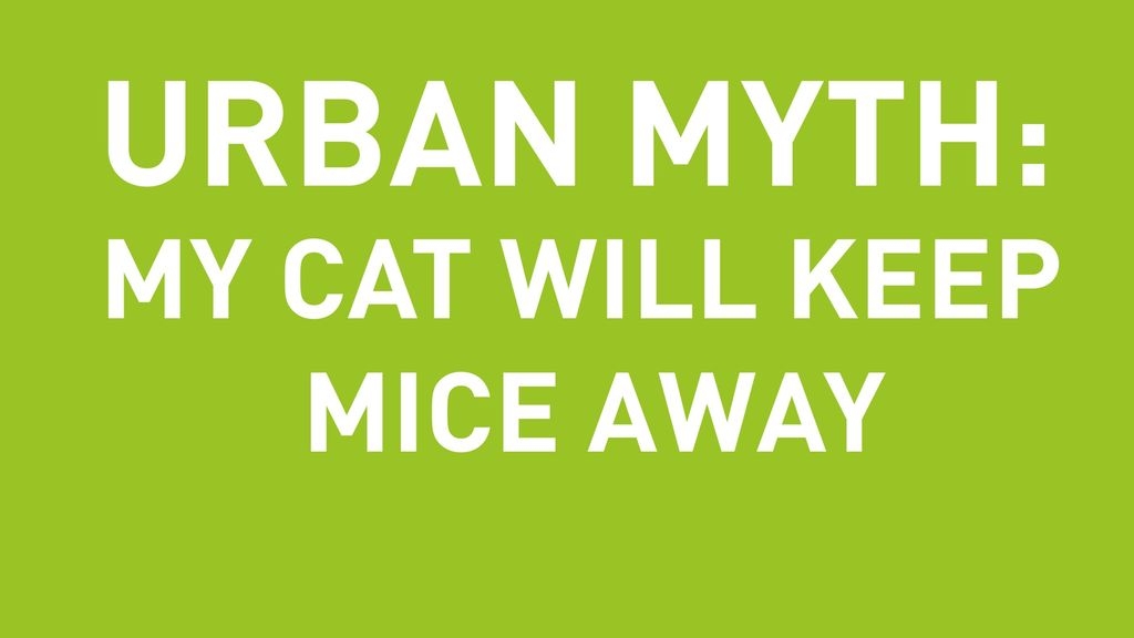 Urban Myth: My Cat Will Keep Mice Away