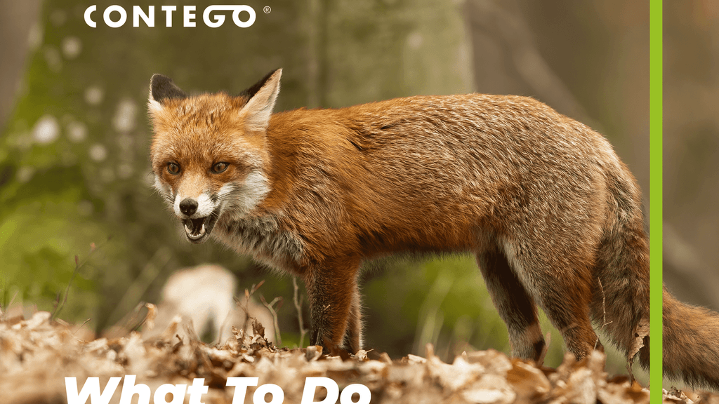 What to do if a Fox approaches you