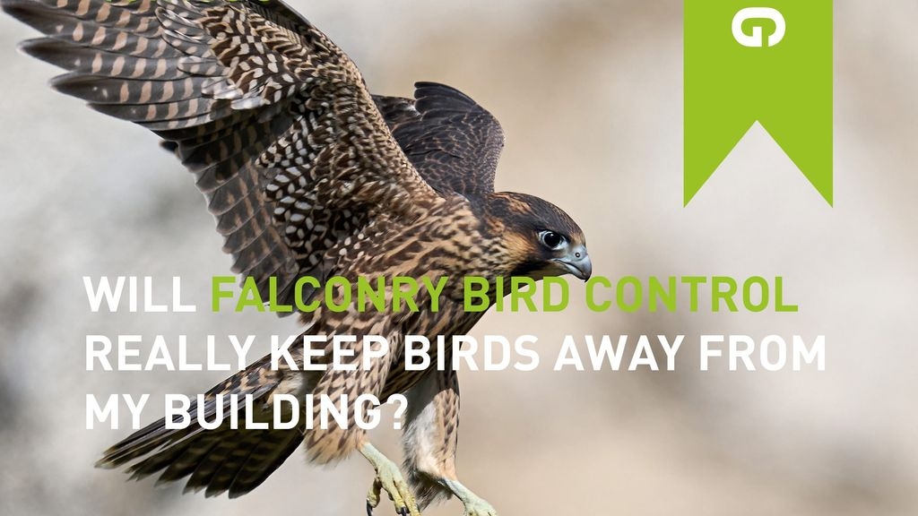 Will Falconry Bird Control Really Keep Birds Away From My Building?