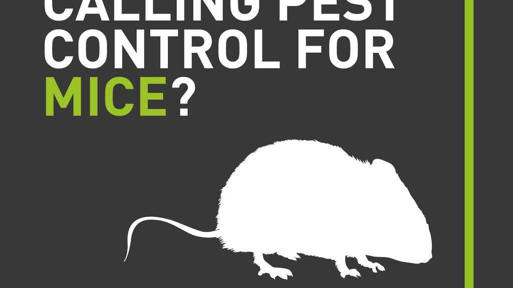 Is it Worth Calling Pest Control for Mice?