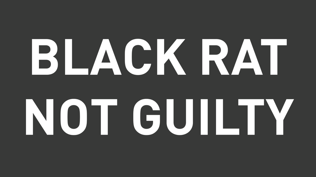 Black Rat Not Guilty
