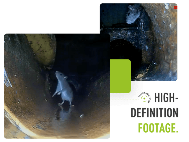 Two images showing a rat in a drain with the text "high definition footage"