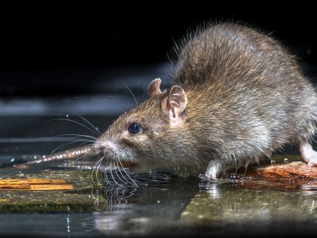 Rat in water