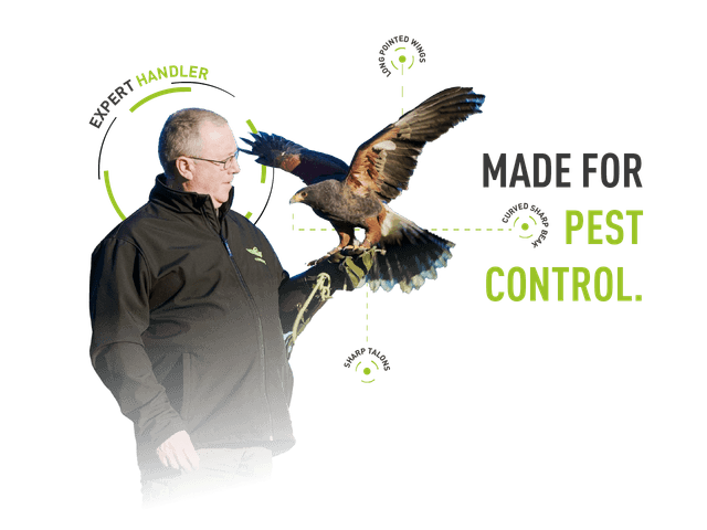 A technician holding a falcon, infographics highlighting anatomy, with the text "Made For Pest Control"