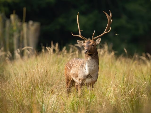A fallow deer buck in a meadow