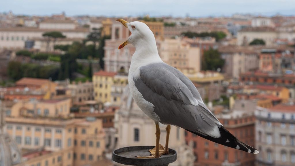 The Rise Of The Urban Gull