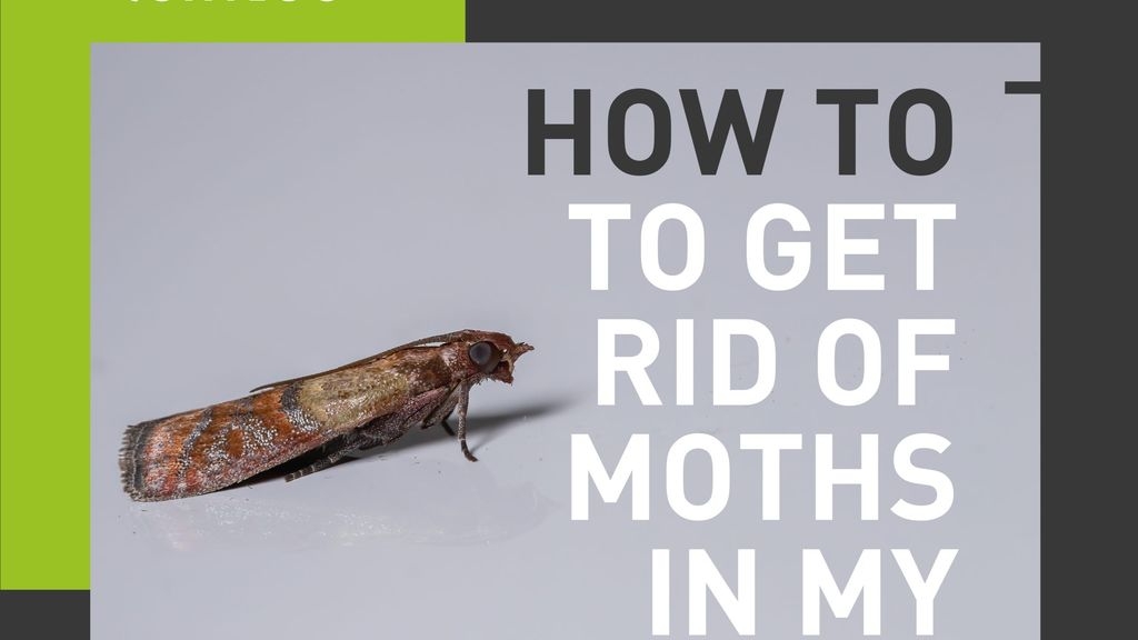 How To Get Rid Of Moths In My Home
