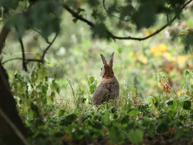 A rabbit in nature