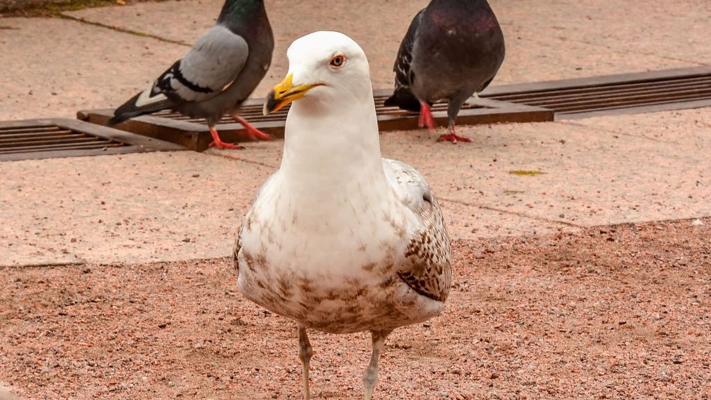 Controlling Gulls In Urban Environments