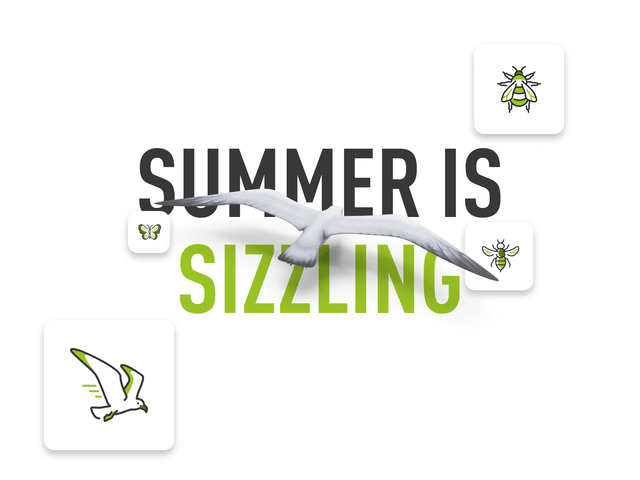 A decorative graphic using the contego icons with a seagull flying over the text Summer is sizzling