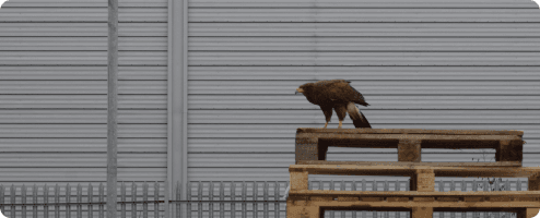 A falcon perched on stacked pallets