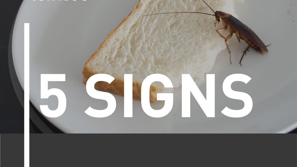 5 Signs You Have Cockroaches on Your Premises