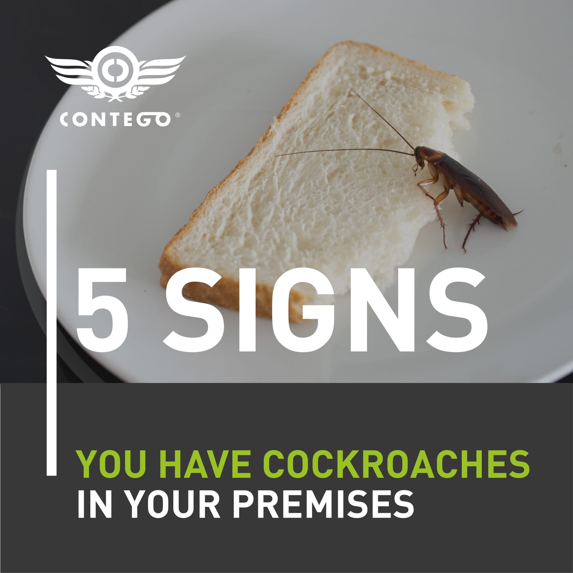 5 Signs You Have Cockroaches on Your Premises